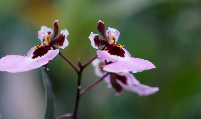 Fiesta Nacional de Orquídeas en Moyobamba